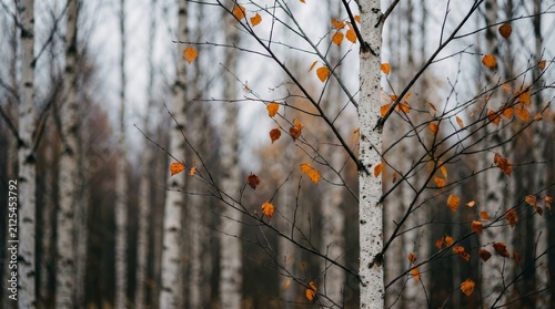 Melancholic autumn forest with slender birch trees and orange leaves.