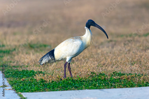 Konstfotografi Photograph of a White Ibis Bin Chicken bird foraging for food on a grassy field
