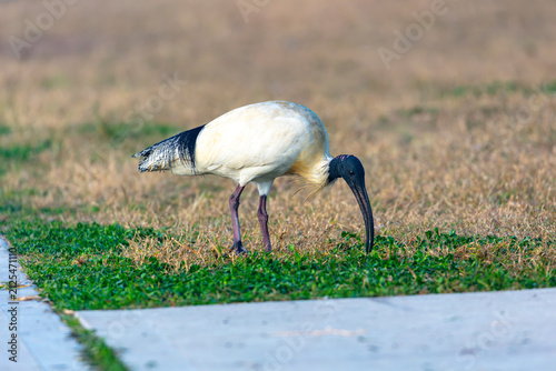 Bild auf Leinwand Photograph of a White Ibis Bin Chicken bird foraging for food on a grassy field