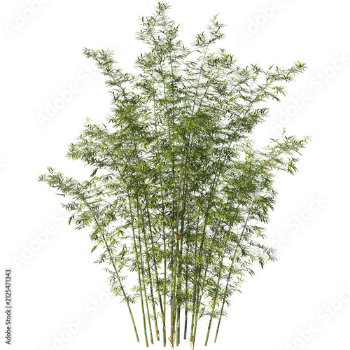 Green bamboo plant isolated on white. Tropical bamboo bush with lush foliage.