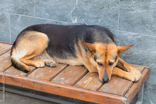 Quadro su tela Mixed breed dog resting on a wooden bench outdoors