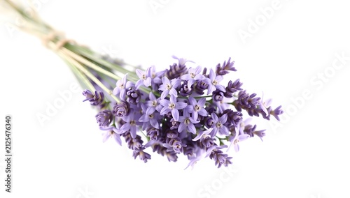 lavender isolated on white background