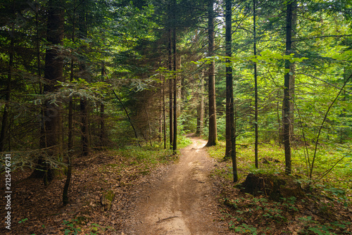path in the forest