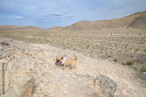 Dog walking in the desert
