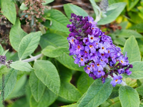 Foto View of a butterfly bush flower with other buds and leaves in the background