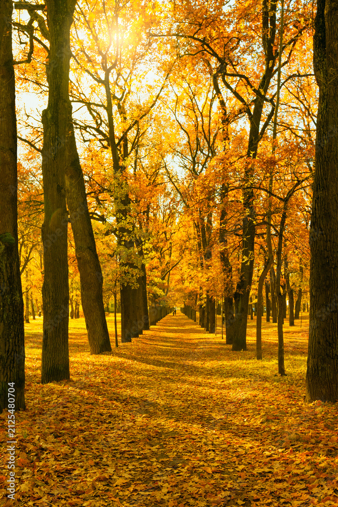 Obraz premium Vertical photo of an autumn park; the golden season of falling leaves on a park avenue.