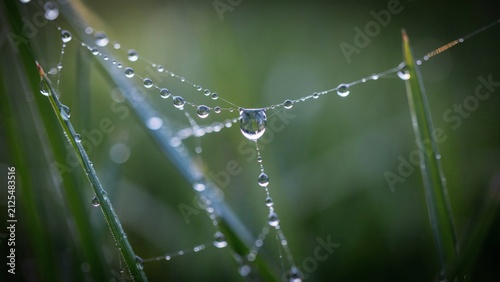 Dewdrops clinging to delicate spiderweb strands between vibrant green grass blades in morning light meadow with water droplets suspended captures macro view