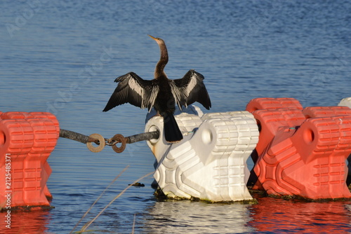 anhinga bird