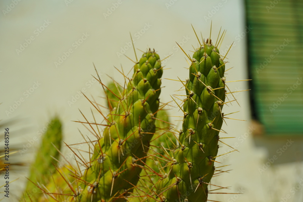 Fototapeta premium cactus 