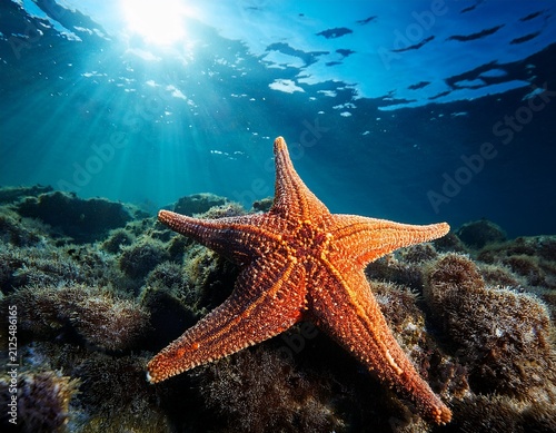 starfish in the sea