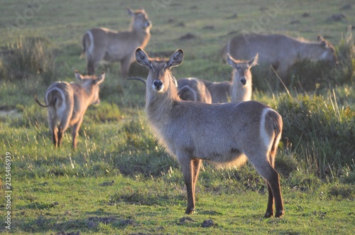 Quadro su tela Female Waterbuck in the Coastal Grasslands of Cape Vidal, iSimangaliso Wetland P