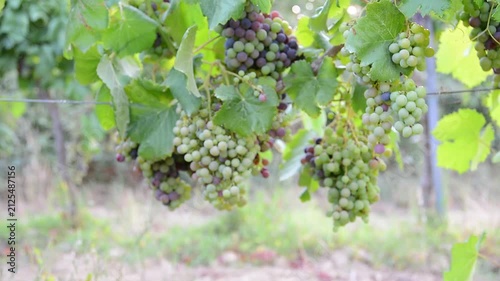 Time and Transformation: The Journey of Ripening Fruit