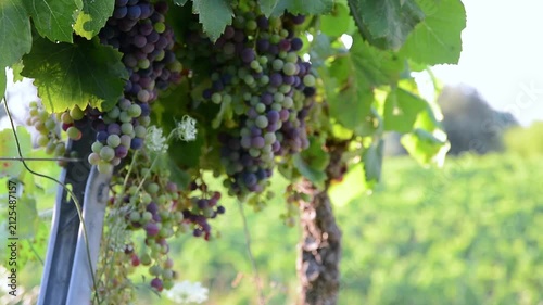 Cultivating Abundance: The Natural Growth of Wine Grapes