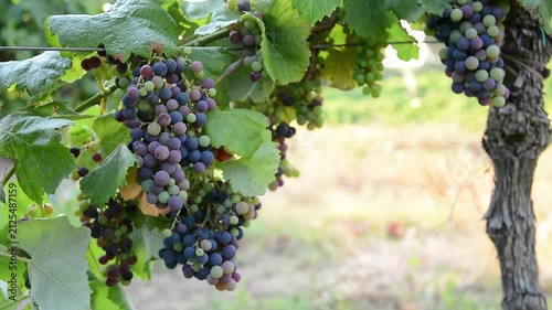Veraison in Focus: The Transition from Green to Purple in the Vineyard