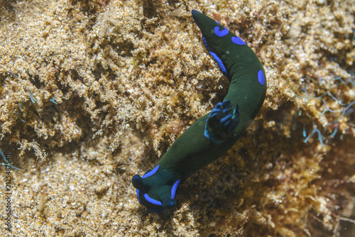 Bild auf Leinwand Vibrant Blue-Spotted Nudibranch (*Tambja morosa*)
