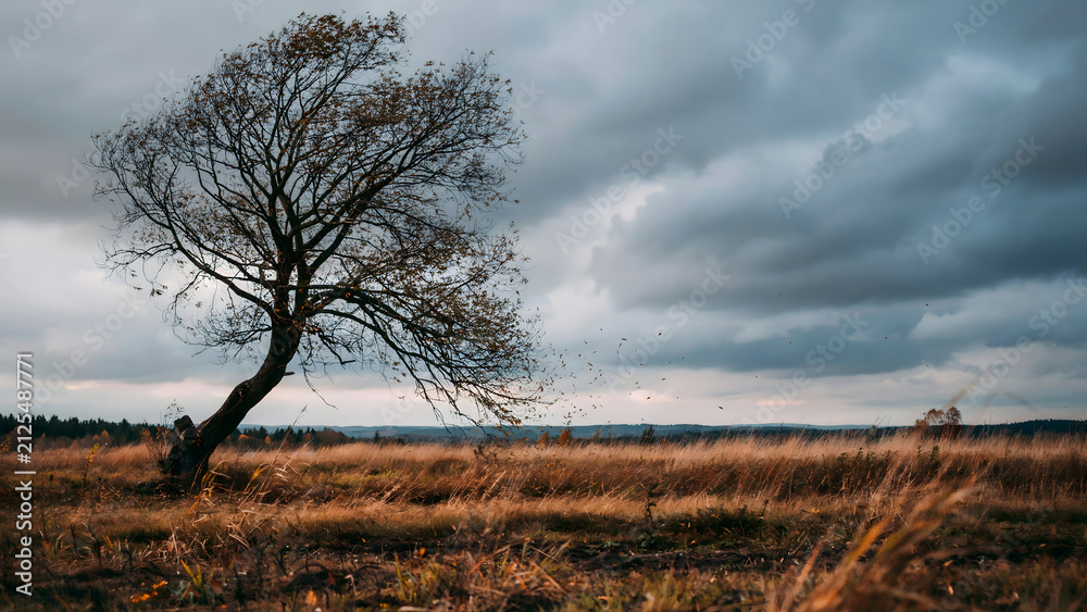 Naklejka premium A solitary bare tree stands in a vast, dry grassy field under a dramatic, cloudy, grey sky during a windy autumn day in the countryside