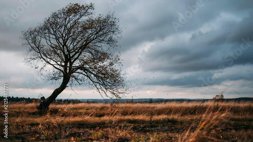 A solitary bare tree stands in a vast, dry grassy field under a dramatic, cloudy, grey sky during a windy autumn day in the countryside
