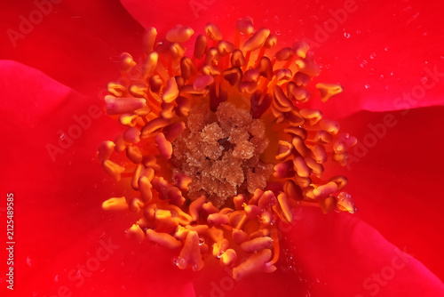 Close-up of the center of a red rose