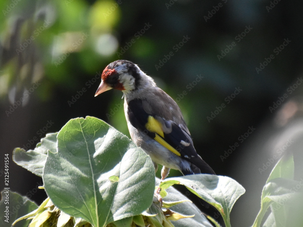 Fototapeta premium european goldfinch
