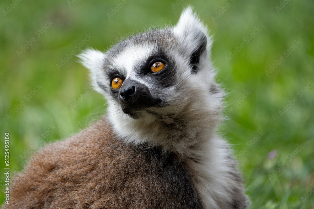 Fototapeta premium ring tailed lemur