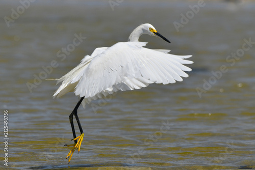 Snowy Egret