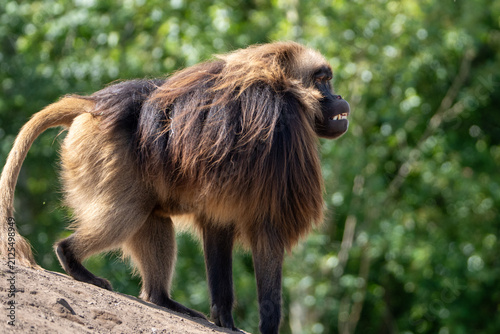 Photography Gelada monkey
