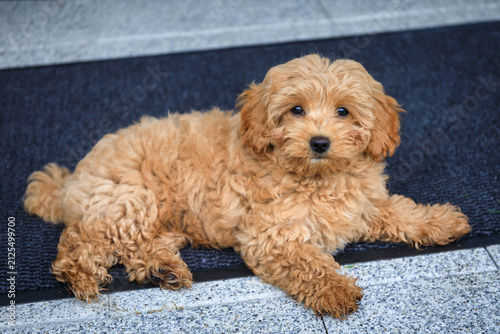 Maltipoo puppy lying on the garden  tarrace