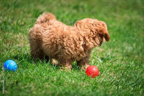 Maltipoo puppy playing on green grass in a sunny summer garden