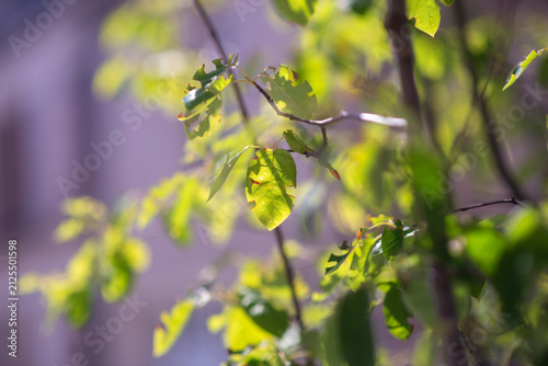 Sunlit spring foliage in natural setting for nature and environmental design