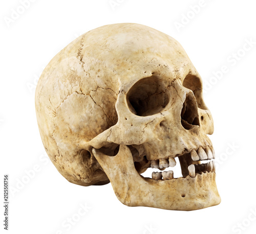 Konstfotografi Human skull anatomy isolated on transparent background