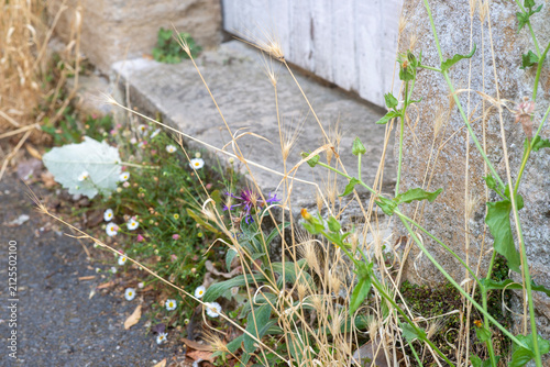 Rustic stone wall with wildflowers and weeds in a summer garden setting