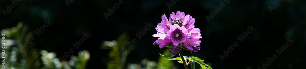 Obraz premium Pink flower of Bluff Checkermallow, Sidalcea Hirtipes, plant blooming and backlit by the sun on a bluff on the Oregon Coast, native wildflower as a nature background 