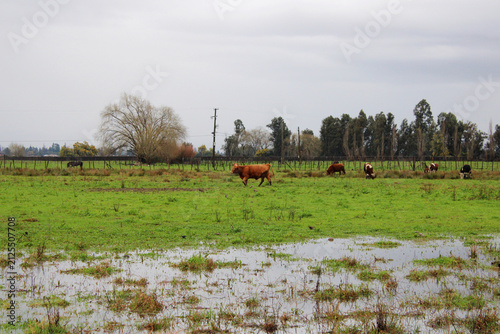 Cattle grazing after the rain