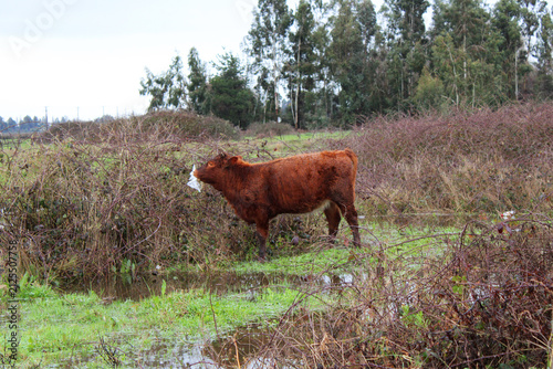 A young bull eating a piece of plastic. The trash we leave behind affects animals