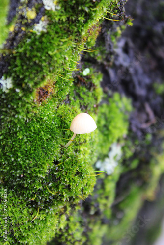 A small mushroom is born among the moss on the bark of a tree
