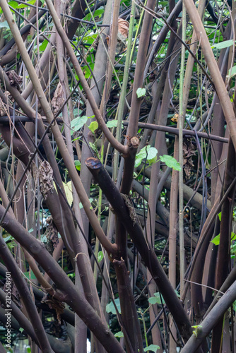 Horizontal view of a dense tangle of White Dombeya branches and trunks. Natural texture pattern and botanical details for stock photography.