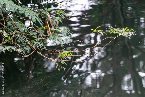 Horizontal view of Leucaena (Leucaena leucocephala) branches hanging over reflecting lake water. Sharp focus on foliage for stock photography.