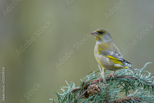 Quadro su tela European greenfinch perched on a pine branch with cones