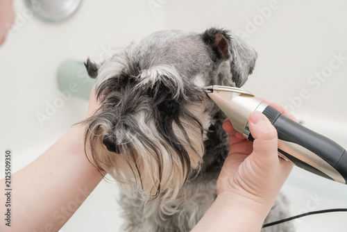 Groomer using electric clippers to carefully trim the hair around a miniature schnauzer's eye