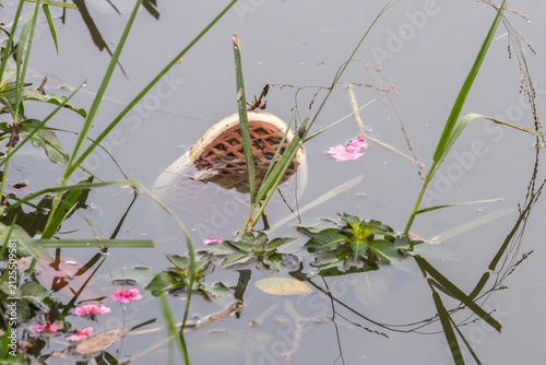 Horizontal view of a discarded sneaker sole floating in a lake with pink flowers. Conceptual photography on pollution and environmental impact for stock.