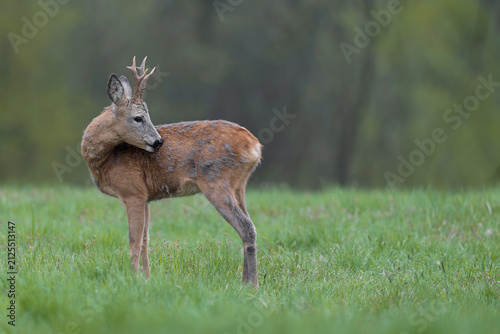 European roe deer buck looking back in a green meadow near a forest edge