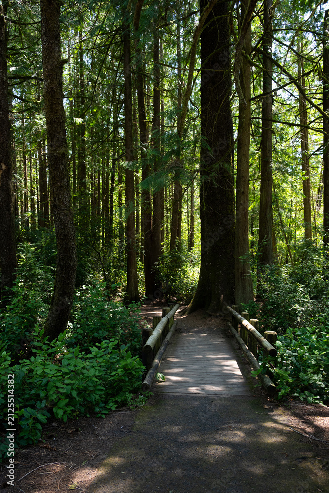 Obraz premium Entrance to Darlingtonia State Natural Site, trail over wood bridge into forest on Oregon coast, travel to see rare plants 