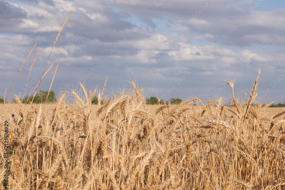 Obraz premium Golden wheat ears growing in field under cloudy sky, closeup