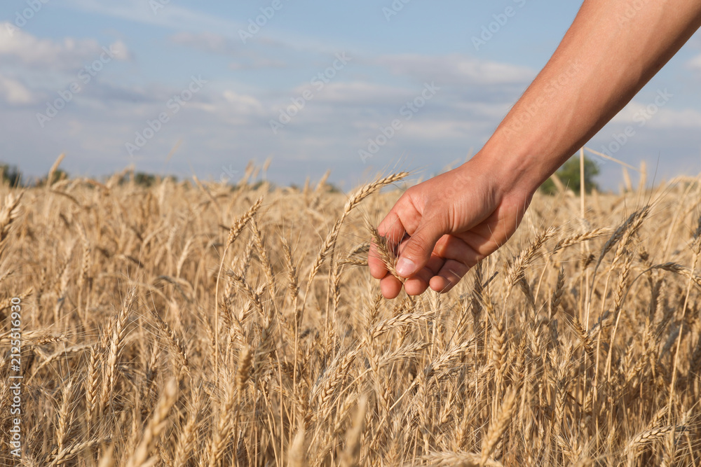 Obraz premium Man touching ripening wheat spikes in field, closeup. Space for text