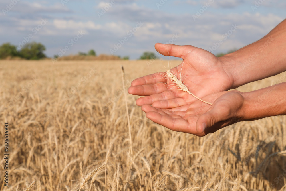 Obraz premium Man holding wheat spike in field, closeup. Space for text