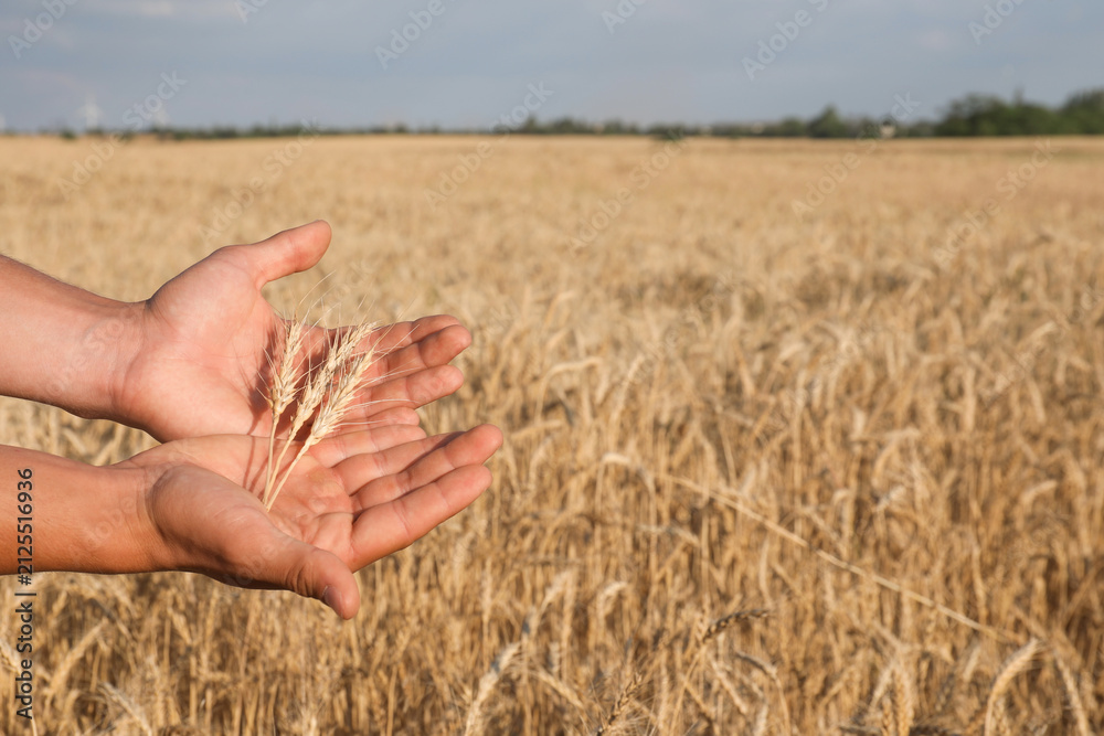 Obraz premium Man holding wheat spikes in field, closeup. Space for text