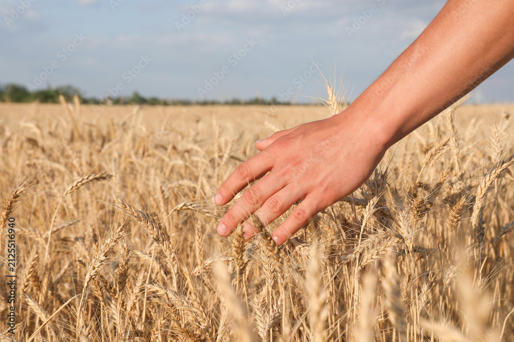 Obraz premium Man touching ripening wheat spikes in field, closeup. Space for text