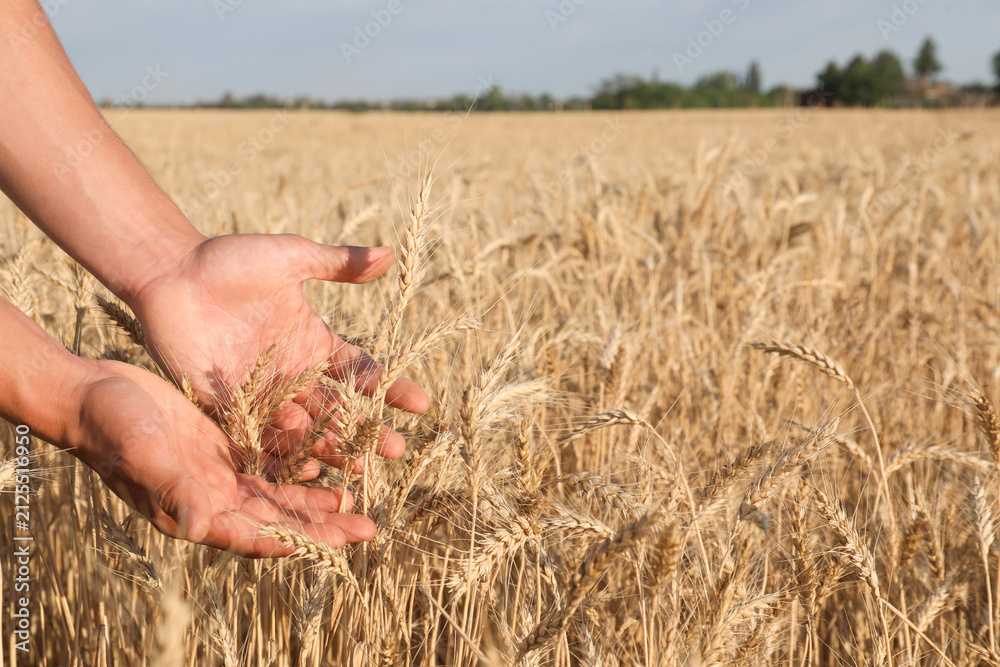 Obraz premium Man touching ripening wheat spikes in field, closeup. Space for text