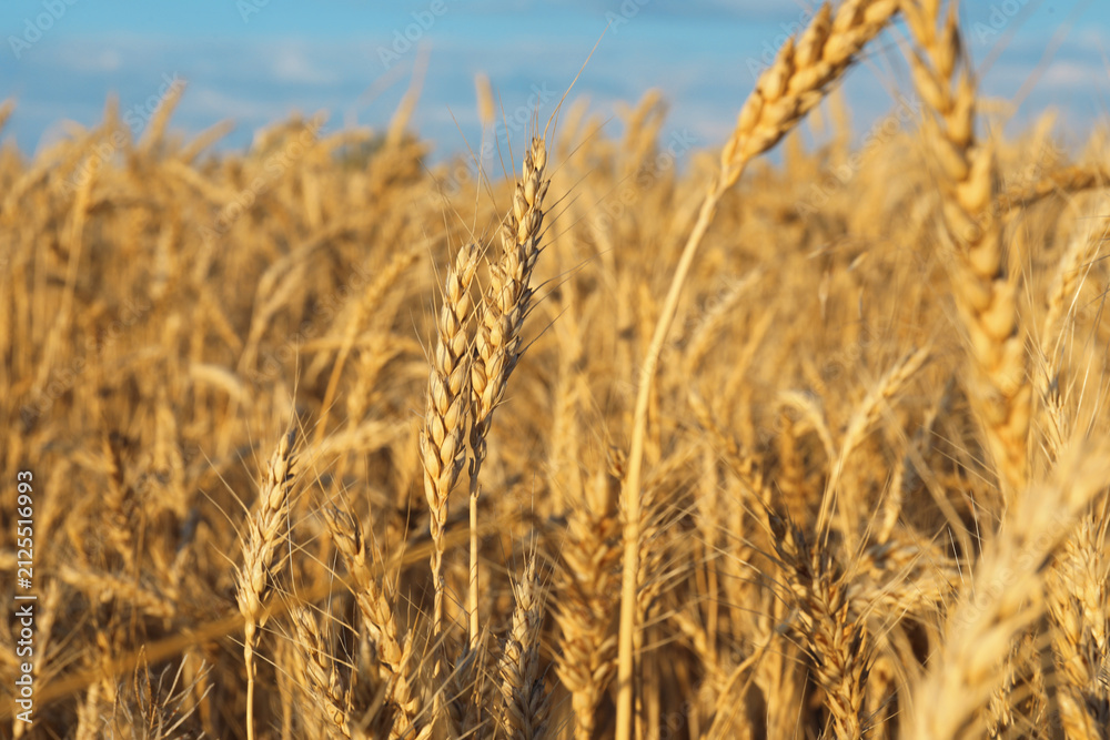 Obraz premium Golden wheat ears growing in field under blue sky on sunny day, closeup
