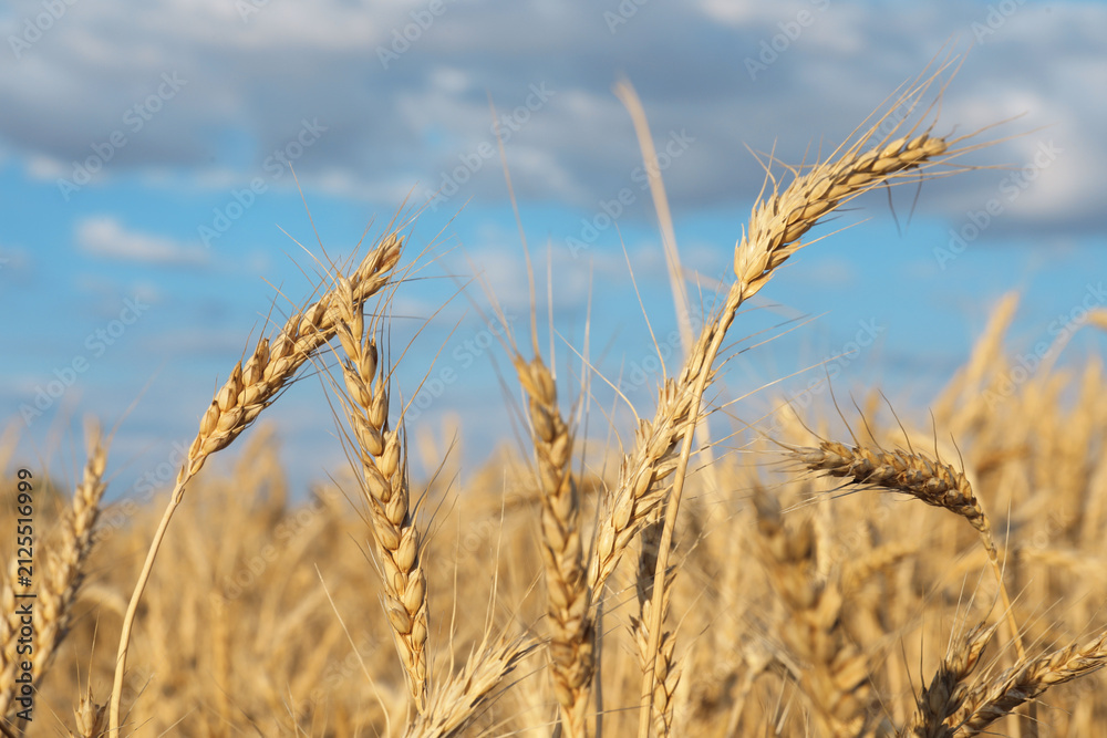 Obraz premium Golden wheat ears growing in field under cloudy sky, closeup